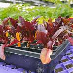 Red lettuce starts. Photo courtesy of Sequim Farmers Market