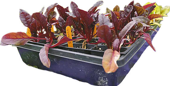 What’s New at the Market: Sequim Farmers Market’s 2019 season begins