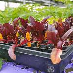 What’s New at the Market: Sequim Farmers Market’s 2019 season begins