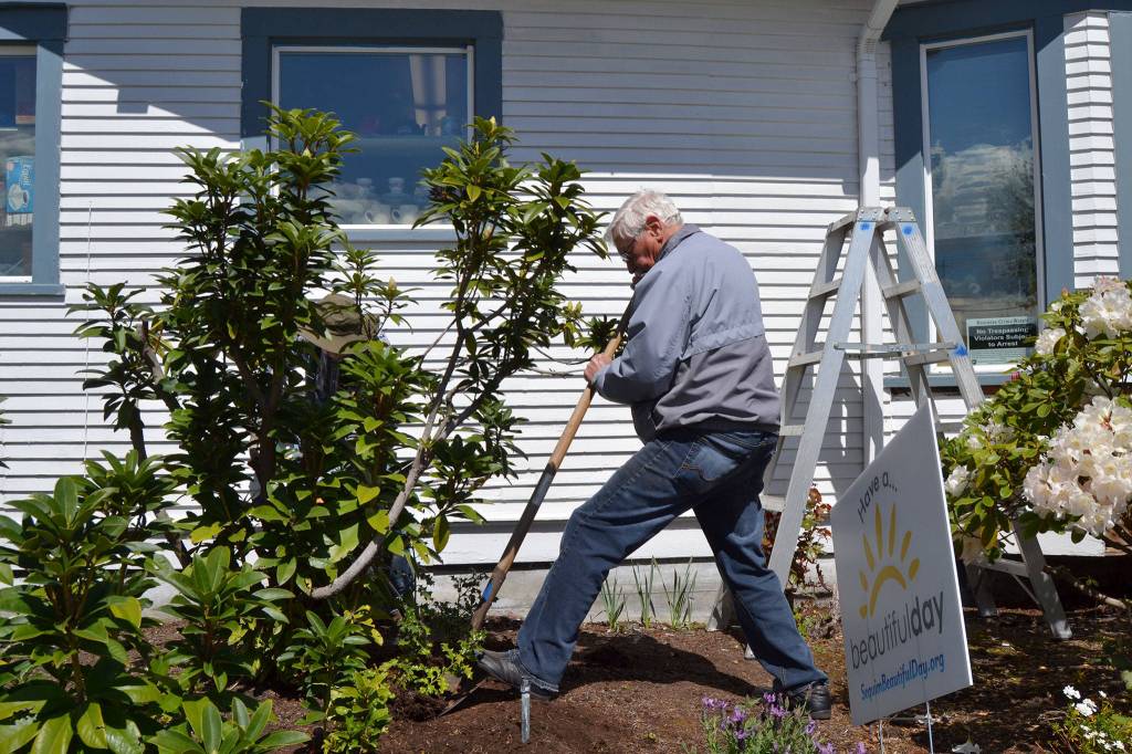 Garry Kispert, right, and David Lyon, both with Sequim Community Church, dig out weeds at the Sequim-Dungeness Hospital Guild Thrift Shop for Sequim Beautiful Day. Sequim Gazette photo by Matthew Nash