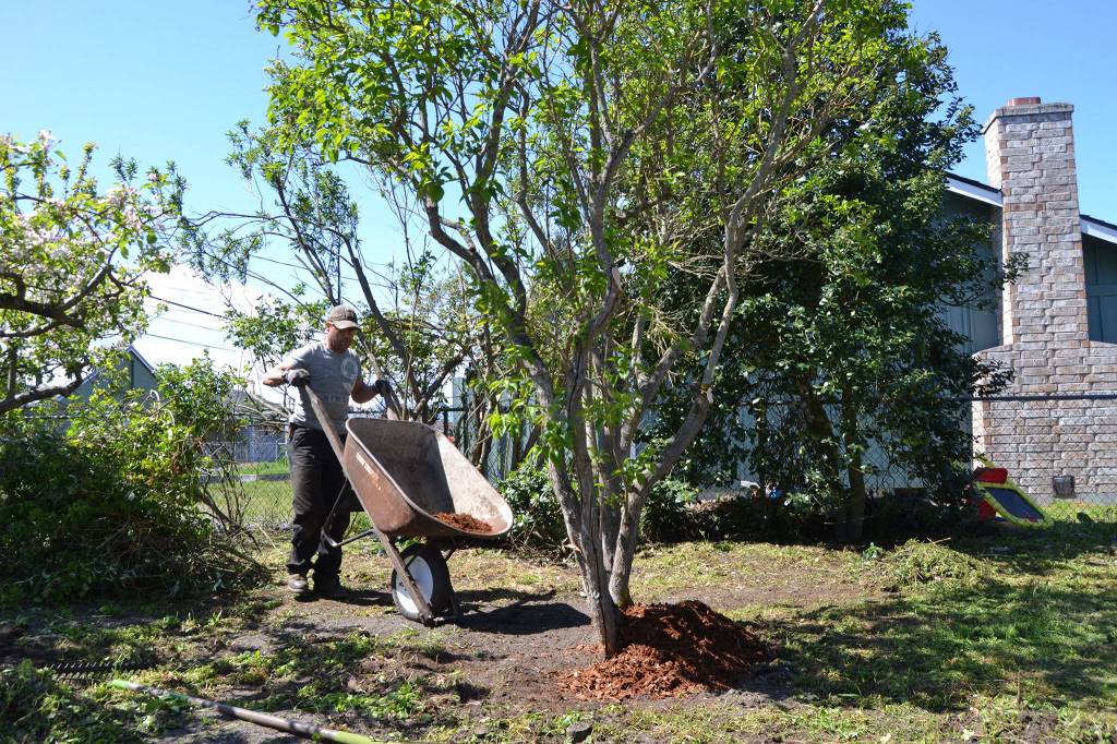 Daniel Ogles of D&A Maintenance places bark around a new tree in the backyard during Sequim Beautiful Day. Sequim Gazette photo by Matthew Nash