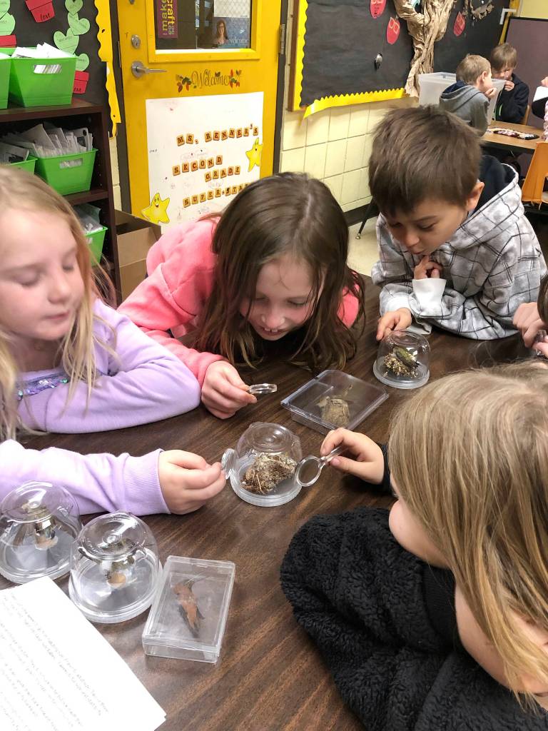 From left, Claire Hardy, Teagan Neathery and Landon Sutherland (right), students in Doreen Minards class at Helen Haller, take part in a presentation by Dungeness River Audubon Center representatives. Submitted photo