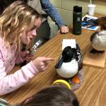 Harper Campbell from Doreen Minards class examines wildlife brought in by representatives from the Dungeness River Audubon Center during a recent lesson. Submitted photo