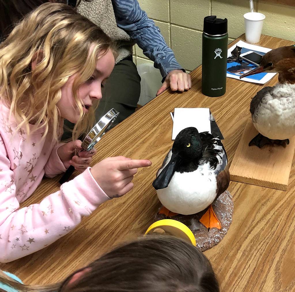 Harper Campbell from Doreen Minards class examines wildlife brought in by representatives from the Dungeness River Audubon Center during a recent lesson. Submitted photo