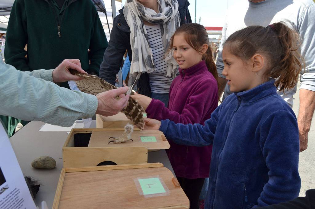 Sisters Kaija, 9, and Fenja Johnson, 6, of Sequim feel bird feathers and talons after reaching in mystery boxes at the Dungeness River Audubon Centers Family Fun Day booth. Sequim Gazette photo by Matthew Nash