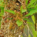 Todd Katkes Bushtit Nest won first in the Olympic Peninsula BirdFest Photo Contest. He snapped the photo of a female Bushtit on April 12 at the Dungeness Dike area. Photo courtesy of Olympic Peninsula BirdFest