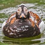 Bruce Fryxell earned second for his long-tailed duck shot that he took on April 13 in Port Angeles. Photo courtesy of Olympic Peninsula BirdFest
