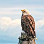 Susanne Anaya won third place for Pensive Moment, a shot of a bald eagle on April 7 at Dungeness Landing. Photo courtesy of Olympic Peninsula BirdFest