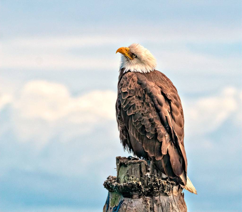 Susanne Anaya won third place for Pensive Moment, a shot of a bald eagle on April 7 at Dungeness Landing. Photo courtesy of Olympic Peninsula BirdFest