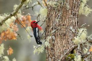 Photographers take home top prizes in BirdFest contest