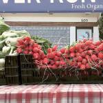 What’s New at the Market: Increasing access to healthy food