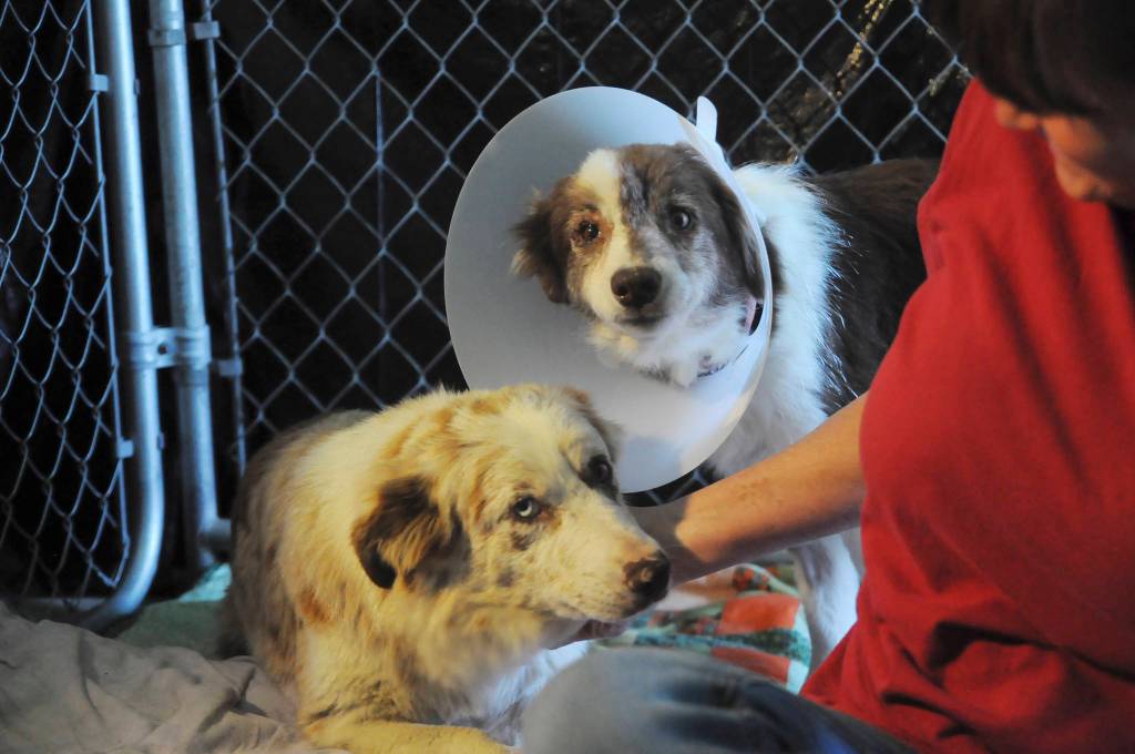 Mel Marshall, Welfare for Animals Guild board director, sits with two of 29 recently rescued dogs at a WAg facility in Sequim last week. Sequim Gazette photo by Michael Dashiell