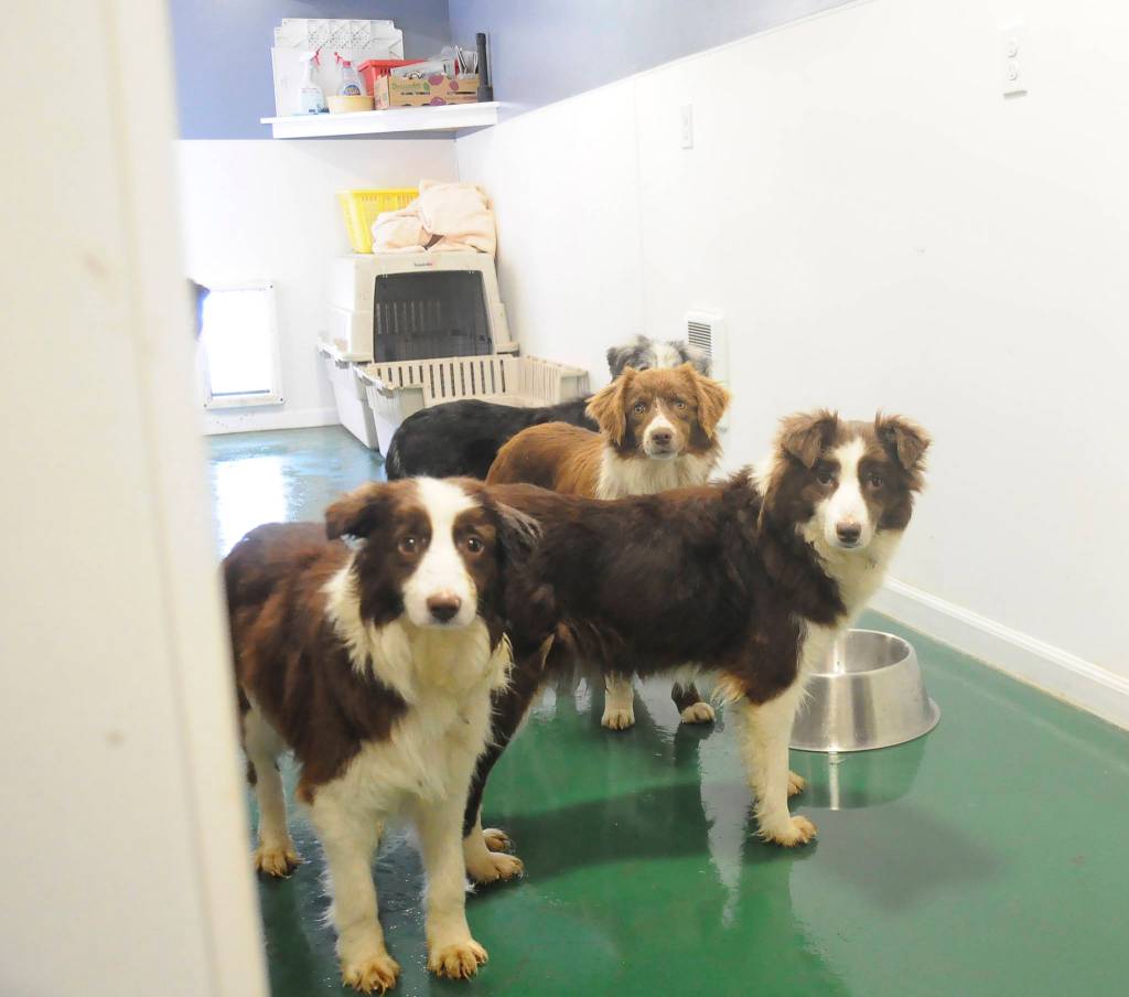 Four of 29 recently rescued Australian Shepherd-Border Collies explore their surroundings at the Welfare for Animals Guilds Half Way Home Ranch last week. Sequim Gazette photo by Michael Dashiell