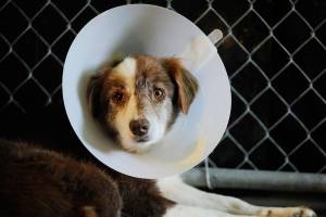 WAG, Humane Society help rescue 29 dogs from Agnew home