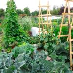 Get It Growing: Growing your vegetable garden up, not out