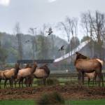 Federal judge denies Olympic Game Farm’s motion to dismiss portions of lawsuit