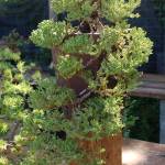 A common Juniper formed into a cascade that hangs down well below the pot its contained in. Sequim Gazette photo by Conor Dowley