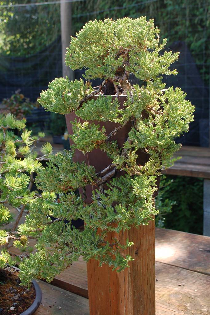 A common Juniper formed into a cascade that hangs down well below the pot its contained in. Sequim Gazette photo by Conor Dowley