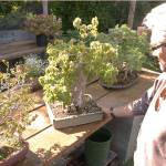 Big passion for tiny trees: Dungeness Bonsai Society host 43rd annual spring show