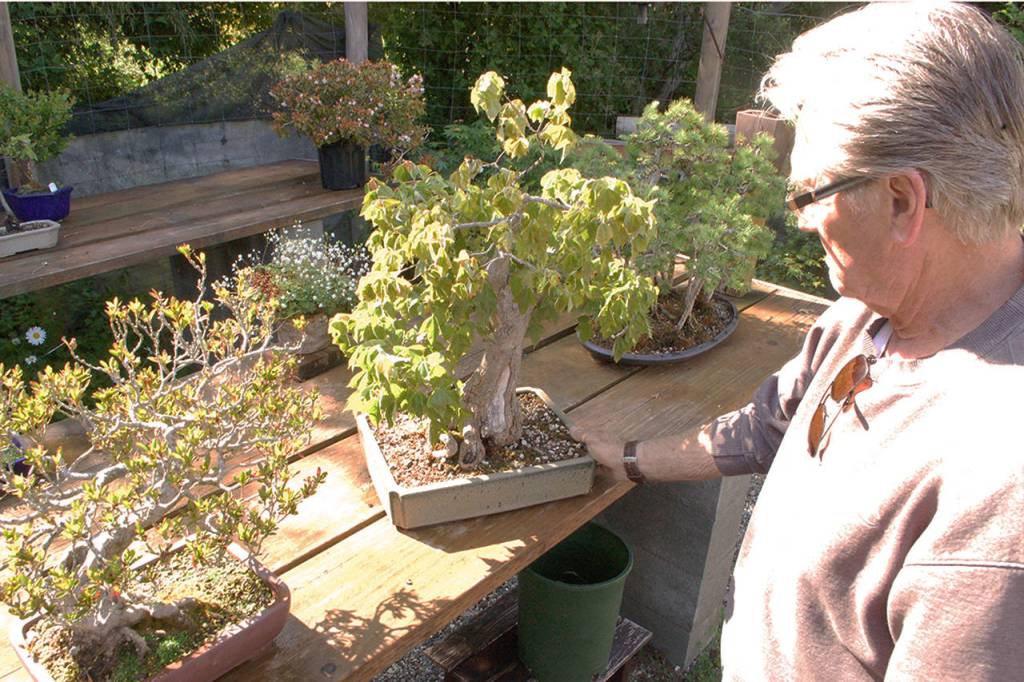 Big passion for tiny trees: Dungeness Bonsai Society host 43rd annual spring show