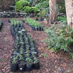 Here are some of the nearly 1,000 douglas fir, noble fir, cedar, and hemlock tree seedlings potted by the Busch family and donated to the Lower Elwha tribe for use in the Elwha Watershed Restoration project. Photo by Pam Busch