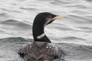 Learn about Protection Island’s birds, sea life at OPAS meeting