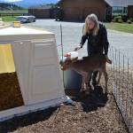 Sarah and her son Wade McCarthey lead a newborn calf into a pen after it was born on June 8 during the Dungeness Valley Creamerys 13th anniversary celebration. The farm was allowed to sell its raw milk product again on June 7 after WSDA officials reportedly found one milk sample with E. coli the previous week. A later sample was cleared and the farms raw milk products are back in stores. Sequim Gazette photo by Matthew Nash