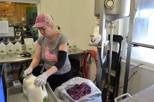 Rachel Moon with the Dungeness Valley Creamery bottles raw milk on June 10. A product sample found with E. coli in one milk sample was discovered on June 4 but a later sample was cleared. Creamery products werent on store shelves for about three days. Sequim Gazette photo by Matthew Nash
