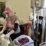 Rachel Moon with the Dungeness Valley Creamery bottles raw milk on June 10. A product sample found with E. coli in one milk sample was discovered on June 4 but a later sample was cleared. Creamery products werent on store shelves for about three days. Sequim Gazette photo by Matthew Nash