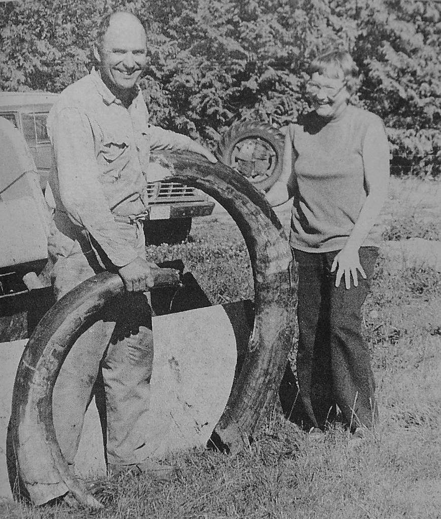 Emanuel (Manny) Manis and wife Clare stand by two massive mastodon tusks on their property in a Jimmy Come Lately Gazette photo from Aug. 17, 1977. The photo caption reads: Wait till the tooth fairy tries to slip one of these out from under the pillow. Wait till he tries to even lift it. Certainly should be worth more than a quarter. Anyhow, they were dug up in a peat bog by Manny Manis, owner of Sequims Bowling Lanes. Manny was digging a stock pond at the time of the find and now his wife, Clare, wants him to find the rest of the parts. At the time of the picture they were attempting to get information about preserving the tusks in case they begin to deteriorate now that theyve been uncovered. If anyone reading this knows about such a need they would be glad to hear from you. Sequim Gazette/Jimmy Come Lately Gazette file photo