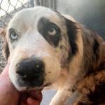 Healing continues for dogs from Agnew rescue