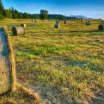 Contributor Bob Lampert captures this hay-harvesting early this week in Sequim.