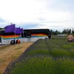 De-toured: Tourist bus stuck at lavender farm