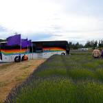 A tour bus awaits a tow truck on June 26 after it became stuck for about two hours in the driveway and in Old Olympic Highway entering the B&B Family Farm. Despite the hiccup, many passengers said they enjoyed their stay in Sequim. Sequim Gazette photo by Matthew Nash