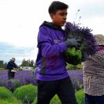Abraham Torres carries an armful of bundles on June 26 at the B&B Family Farm where he and his family members harvest lavender and hang it in the farms barn.