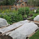 Floating row covers can provide light frost protection for your fall and winter crops. Be sure to weigh down the edges when laying the cover directly on plants or stretch the material tautly over a frame and secure it to the ground to prevent wind from catching it and blowing it off the plants. Photo courtesy of Clallam County Master Gardeners