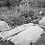 Floating row covers can provide light frost protection for your fall and winter crops. Be sure to weigh down the edges when laying the cover directly on plants or stretch the material tautly over a frame and secure it to the ground to prevent wind from catching it and blowing it off the plants. Photo courtesy of Clallam County Master Gardeners