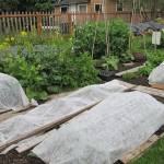 Get It Growing: Plant now for fall, winter vegetables
