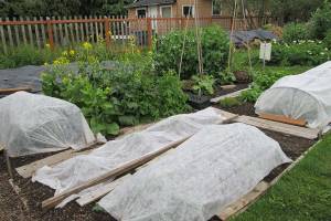 Get It Growing: Plant now for fall, winter vegetables