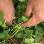 Get It Growing: Renovate now to improve next year’s harvest of strawberries