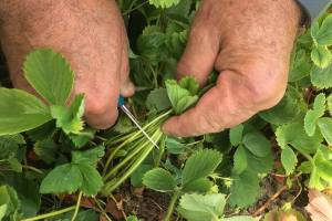 Get It Growing: Renovate now to improve next year’s harvest of strawberries