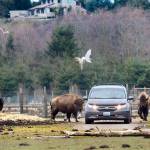 Federal judge stays course on order in lawsuit against Olympic Game Farm