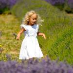 Washington Lavender extends its festival experience to 10 days
