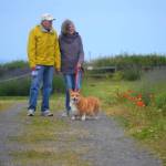 Charles and Margaret Upshaw of Steilacoom walk their dog Woofie at Washington Lavender Farm to see the Strait of Juan de Fuca. The couple said they enjoyed seeing the lavender farm and the Sequim area so much last week they plan to bring visitors with them back to the area. Sequim Gazette photo by Matthew Nash