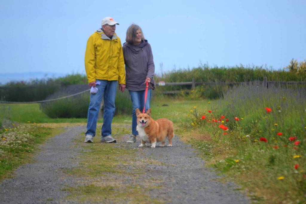 Charles and Margaret Upshaw of Steilacoom walk their dog Woofie at Washington Lavender Farm to see the Strait of Juan de Fuca. The couple said they enjoyed seeing the lavender farm and the Sequim area so much last week they plan to bring visitors with them back to the area. Sequim Gazette photo by Matthew Nash
