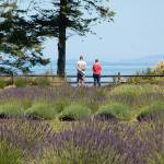 Last summer, Alex and Sara Lehmann of California visit Washington Lavender Farm for the first time and take a look out at the Straits of Juan de Fuca. The farm opens its U-pick lavender for the summer on July 12, the first day of its 10-day Washington Lavender Festival. Sequim Gazette file photo by Erin Hawkins