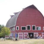 Built in 1934, the Cline Barn in Dungeness has undergone several renovations over the years. Sequim Gazette photo by Michael Dashiell