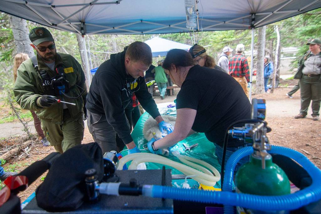 Crews hold down a blindfolded mountain goat kid as veterinarians examine it before transport on July 9. Photo by Jesse Major/Peninsula Daily News