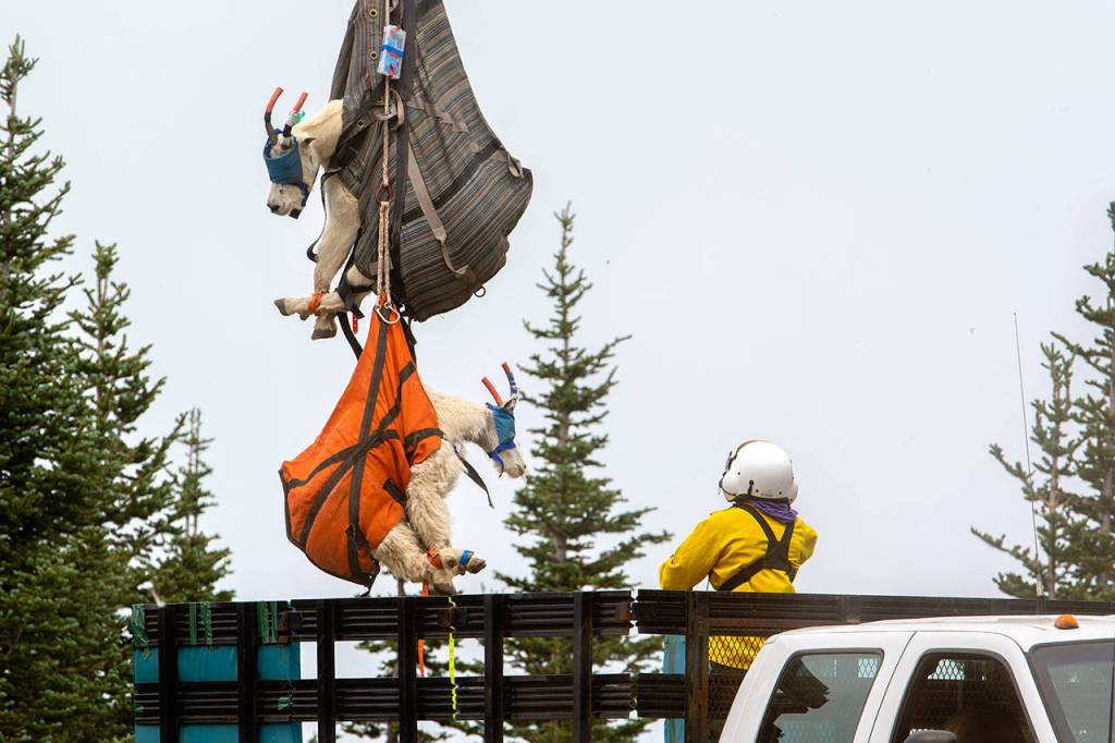 Mountain goats are lowered into the back of a truck in Olympic National Park on July 9. Photo by Jesse Major/Peninsula Daily News