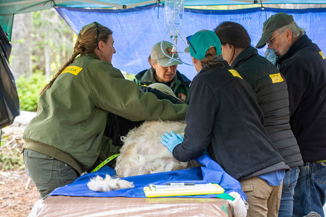 Officials prepare a recently captured mountain goat for transport during goat relocation efforts in Olympic National Park on July 9. Photo by Jesse Major/Peninsula Daily News
